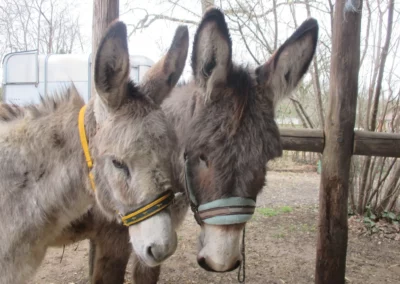 Deux ânes à l'attache de la Ferme du Breuil de l'Âne Archie du Berry
