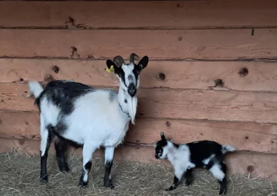 Chèvre et son chevreau de l'Âne Archie du Berry à Bazaiges (36270)