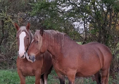 2 chevaux de trait Breton dans les prés de l'Âne Archie du Berry dans l'Indre