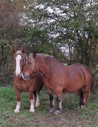 2 chevaux de trait Breton dans les prés de l'Âne Archie du Berry dans l'Indre