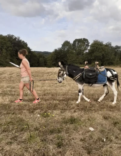 Gros plan sur cet ânes pie harnaché avec des sacoches de transport lors d'une balade avec l'Âne Archie du Berry.