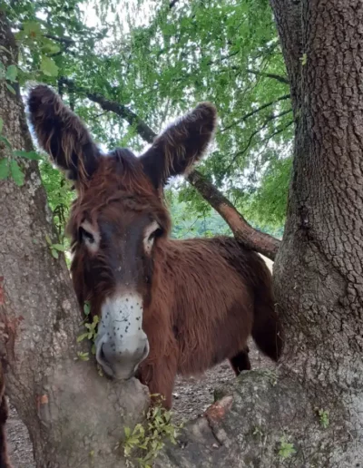 Âne du Poitou à la ferme du Breuil Gargilesse