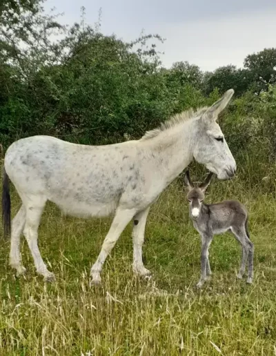 Anesse grise et son ânon au pré