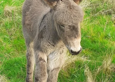 Adorable petit ânon gris né à la ferme, gambadant dans l'herbe verte du Berry. Une naissance pleine de tendresse à l'asinerie.
