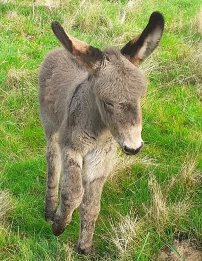Adorable petit ânon gris né à la ferme, gambadant dans l'herbe verte du Berry. Une naissance pleine de tendresse à l'asinerie.