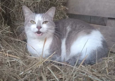 Chat de la ferme du Breuil Gargilesse