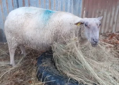 Lulu la Brebis de la ferme l'Âne Archie du Berry au Breuil à Bazaiges 36
