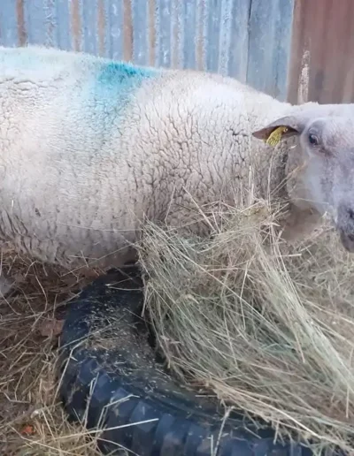Lulu la Brebis de la ferme l'Âne Archie du Berry au Breuil à Bazaiges 36