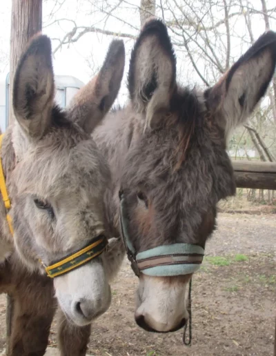 Deux ânes gris à l'attache pendant la balade gourmande