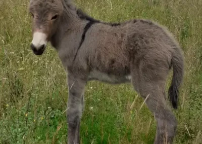 Anon de la ferme du breuil à Bazaiges dans un de nos prés