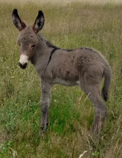 Anon de la ferme du breuil à Bazaiges dans un de nos prés