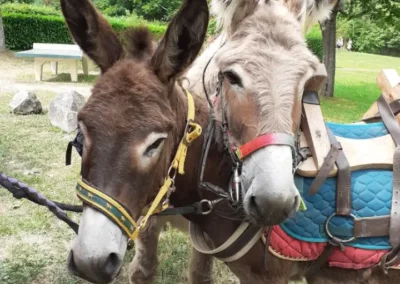 Deux ânes bâtés en pause pendant la rando d'Eguzon