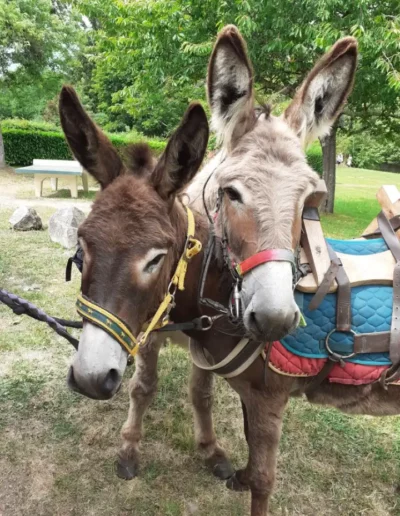 Deux ânes bâtés en pause pendant la rando d'Eguzon