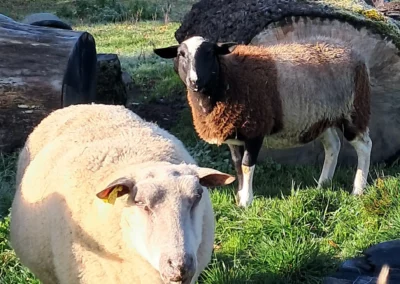Les moutons au pré de l'Âne Archie du Berry