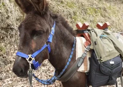 Petit âne brun bâté en balade à l'Âne Archie du Berry en Vallée de la Creuse