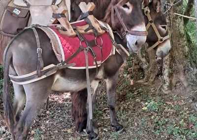 Deux ânes de bât équipés de bâts en bois et tapis de selle rouges, prêts pour une randonnée dans une forêt du Berry.