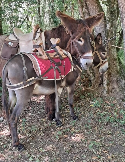 Deux ânes de bât équipés de bâts en bois et tapis de selle rouges, prêts pour une randonnée dans une forêt du Berry.